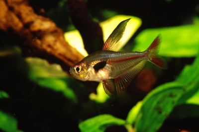 Hyphessobrycon epicharis Characidae