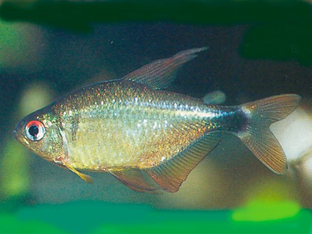 Hyphessobrycon loweae