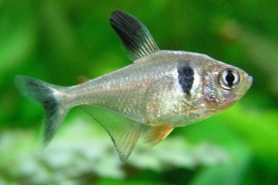 Hyphessobrycon megalopterus Characidae