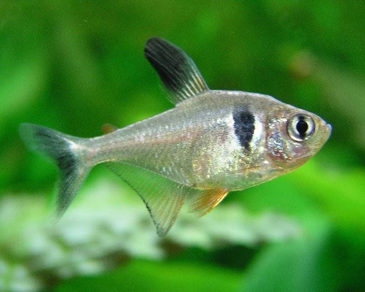 Hyphessobrycon megalopterus