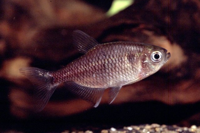 Hyphessobrycon reticulatus Characidae
