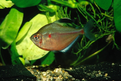 Hyphessobrycon socolofi Characidae