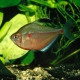 picture of Hyphessobrycon socolofi