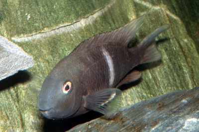 Neetroplus nematopus Cichlidae