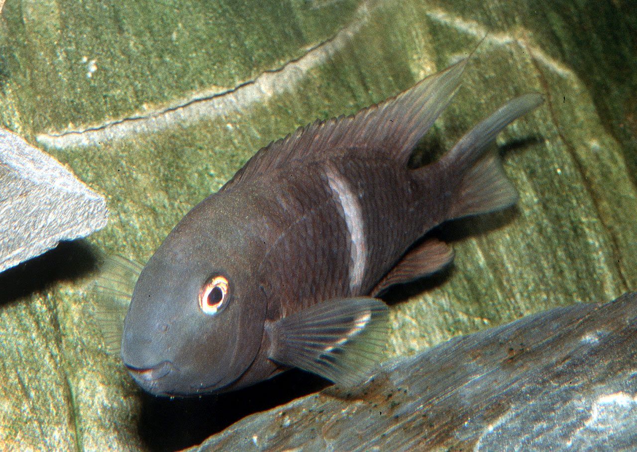 Neetroplus nematopus