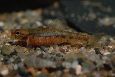 Microcharacidium eleotrioides Crenuchidae