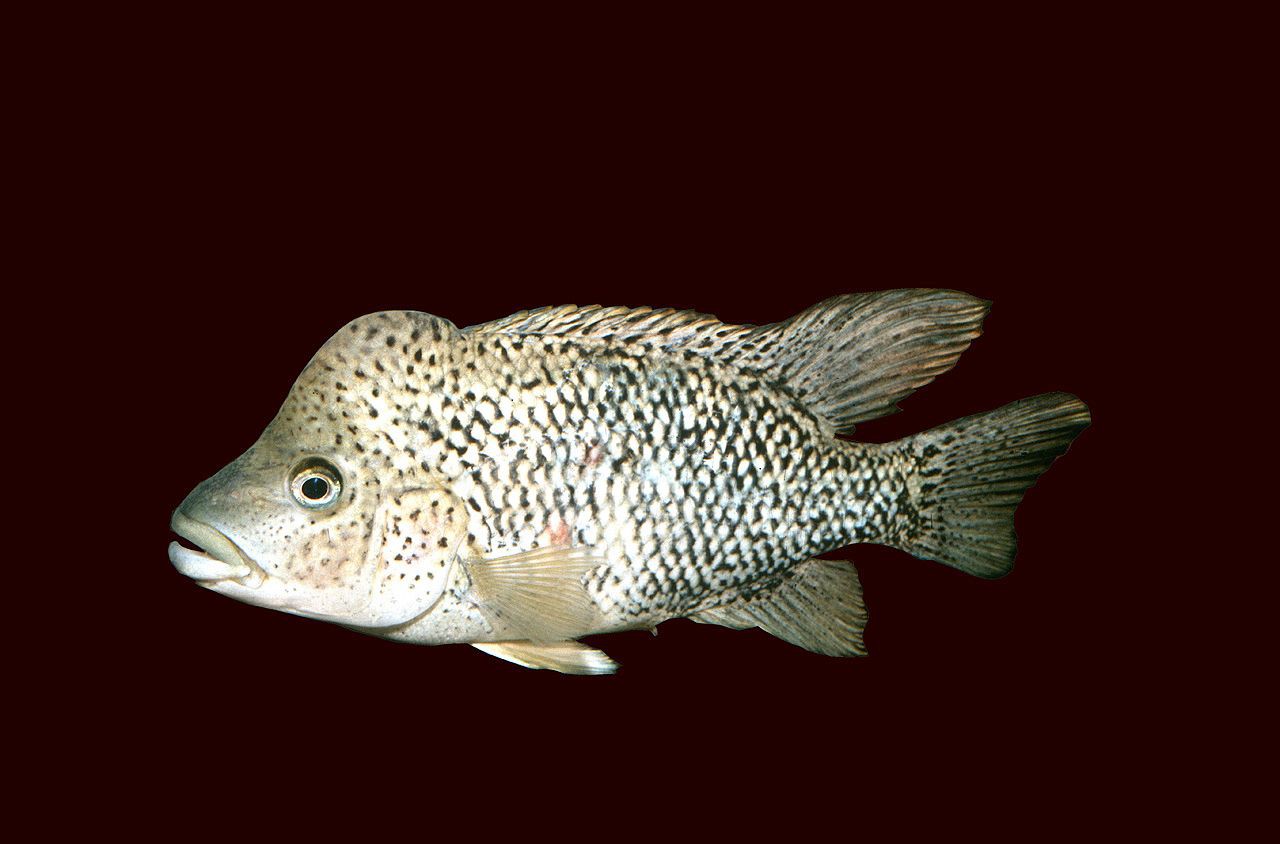 Nandopsis haitiensis