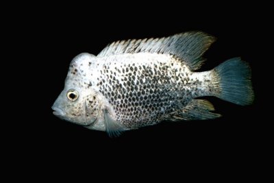 Nandopsis ramsdeni Cichlidae