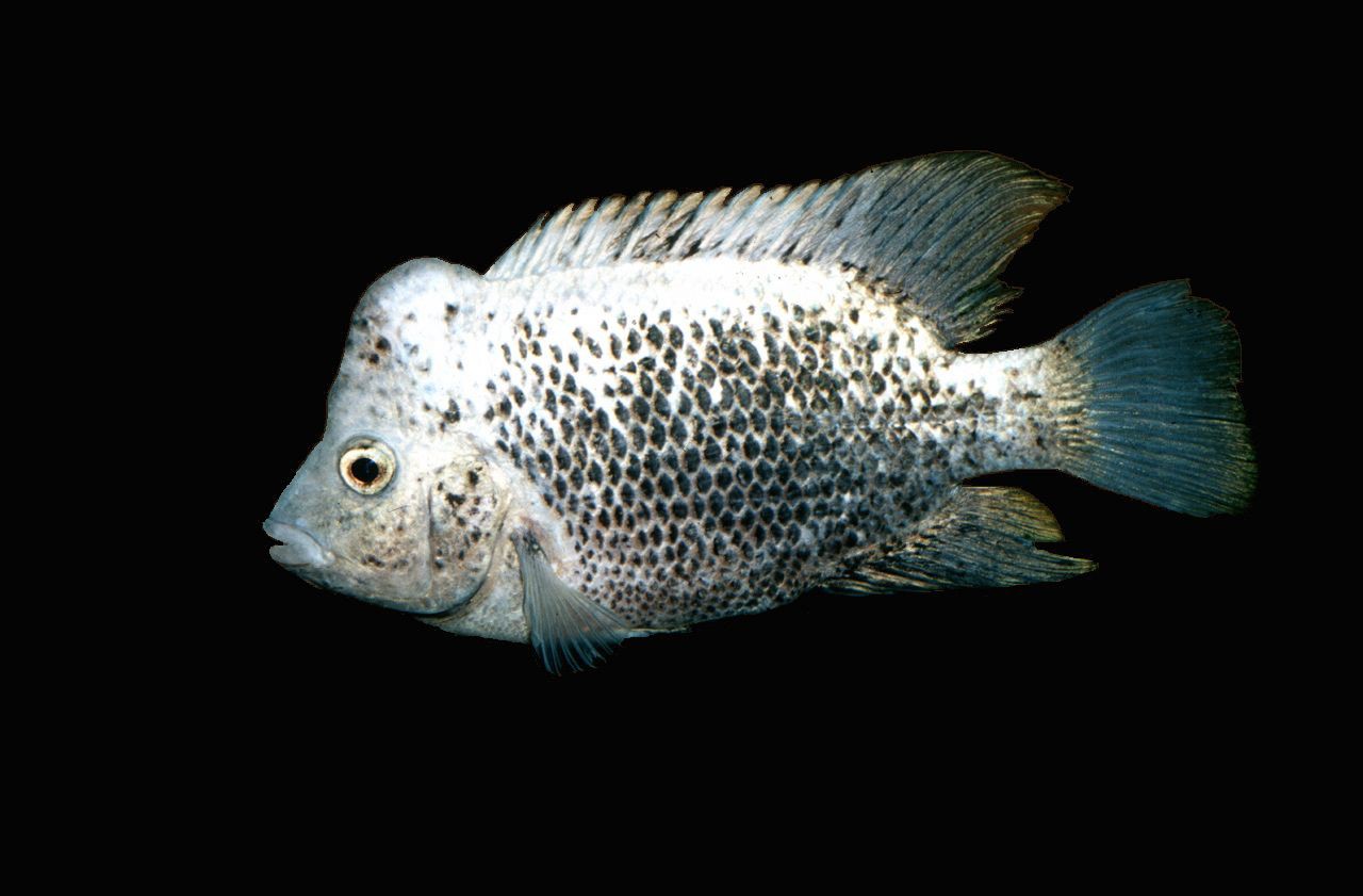 Nandopsis ramsdeni