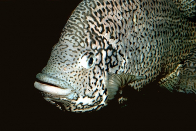 Cichlidé de Cuba Cichlidae
