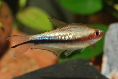 tétra arc-en-ciel Characidae
