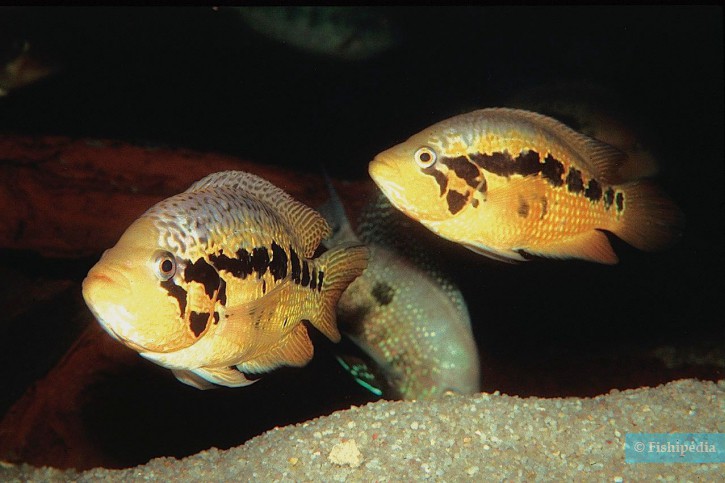 Parachromis loisellei