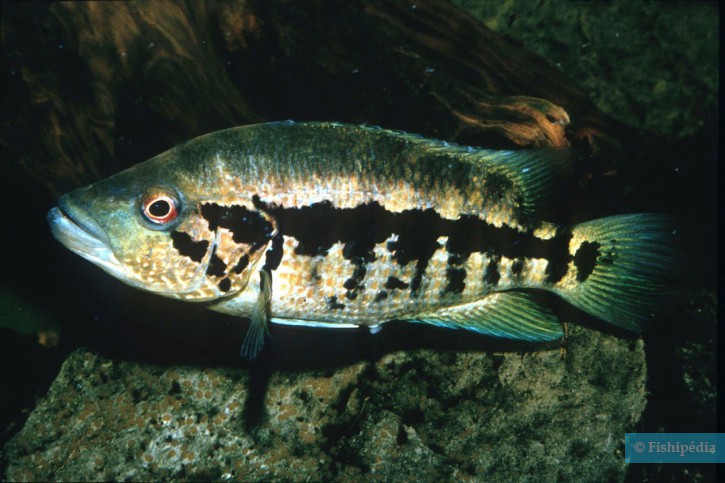 Parachromis dovii