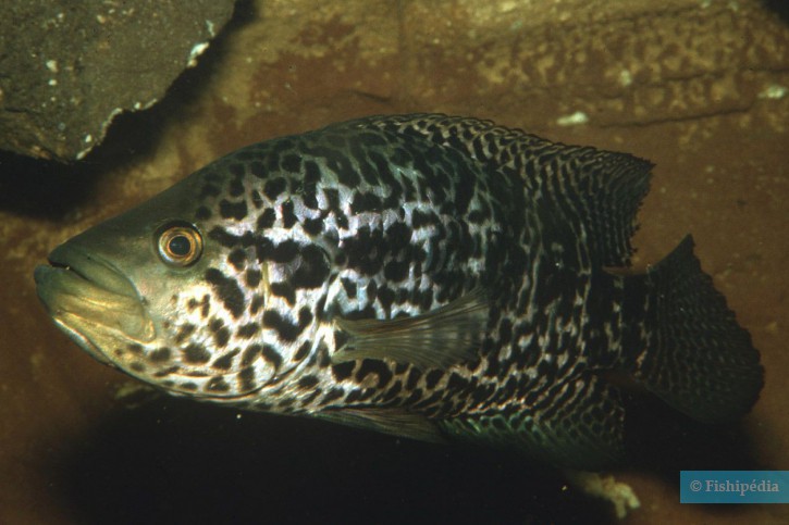 Parachromis managuensis - guapote tigre