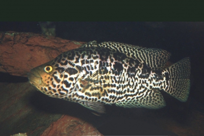 guapote tigre Cichlidae