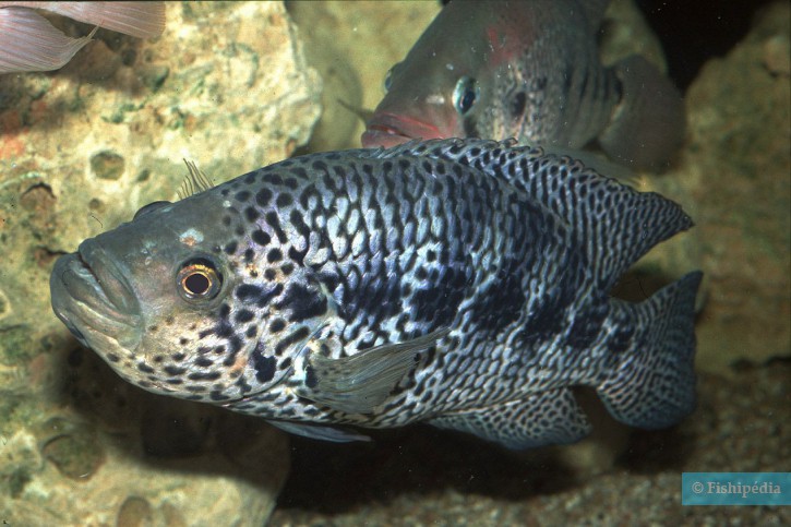 Parachromis managuensis - guapote tigre