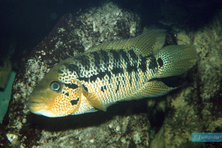 Parachromis motaguensis