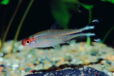 Petitella georgiae Characidae