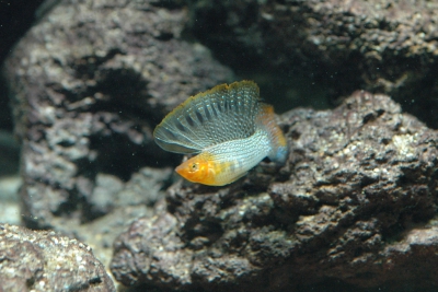 Poecilia velifera Poeciliidae