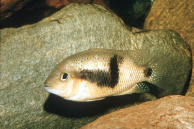 Chuco intermedium Cichlidae