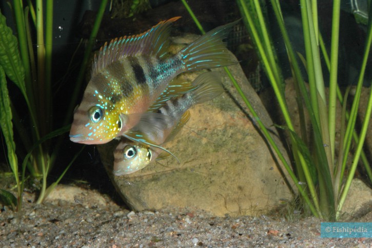 Thorichthys aureus - Aureus