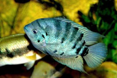 Archocentrus centrarchus Cichlidae