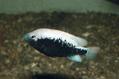 bartoni Cichlidae