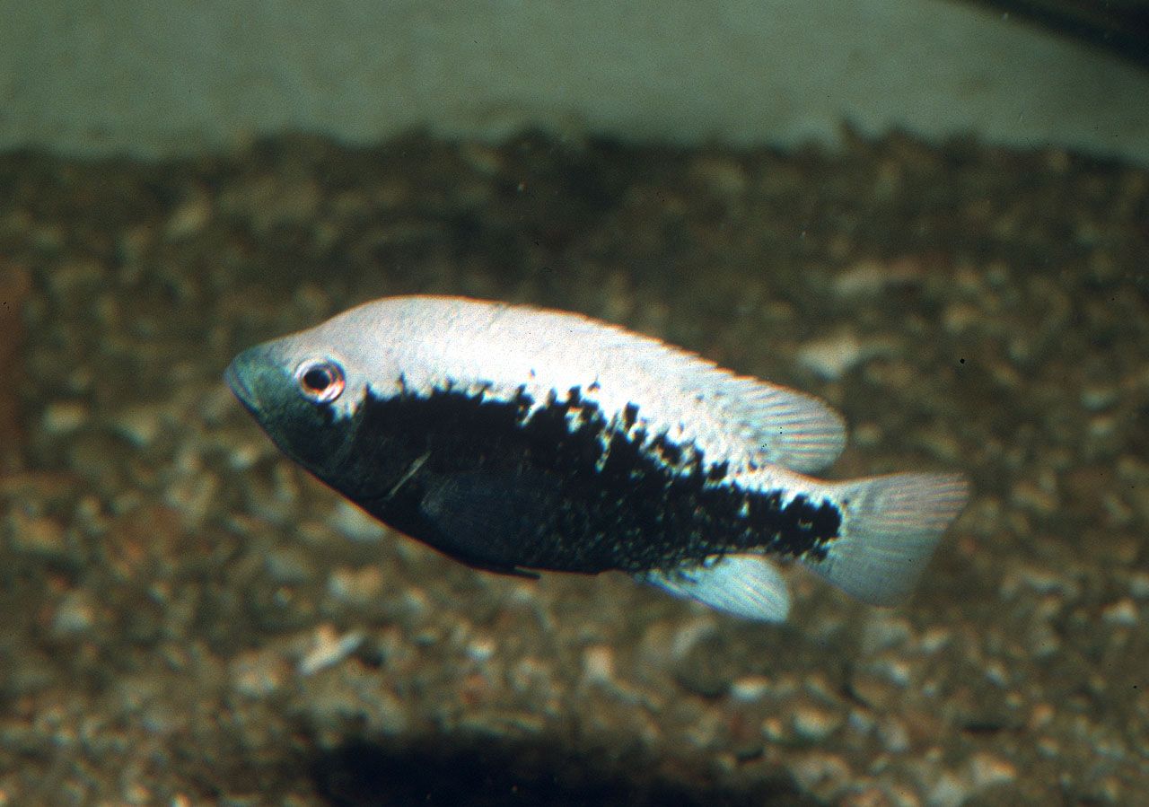 Nosferatu bartoni