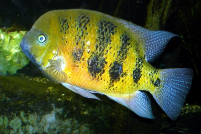 Cincelichthys bocourti Cichlidae