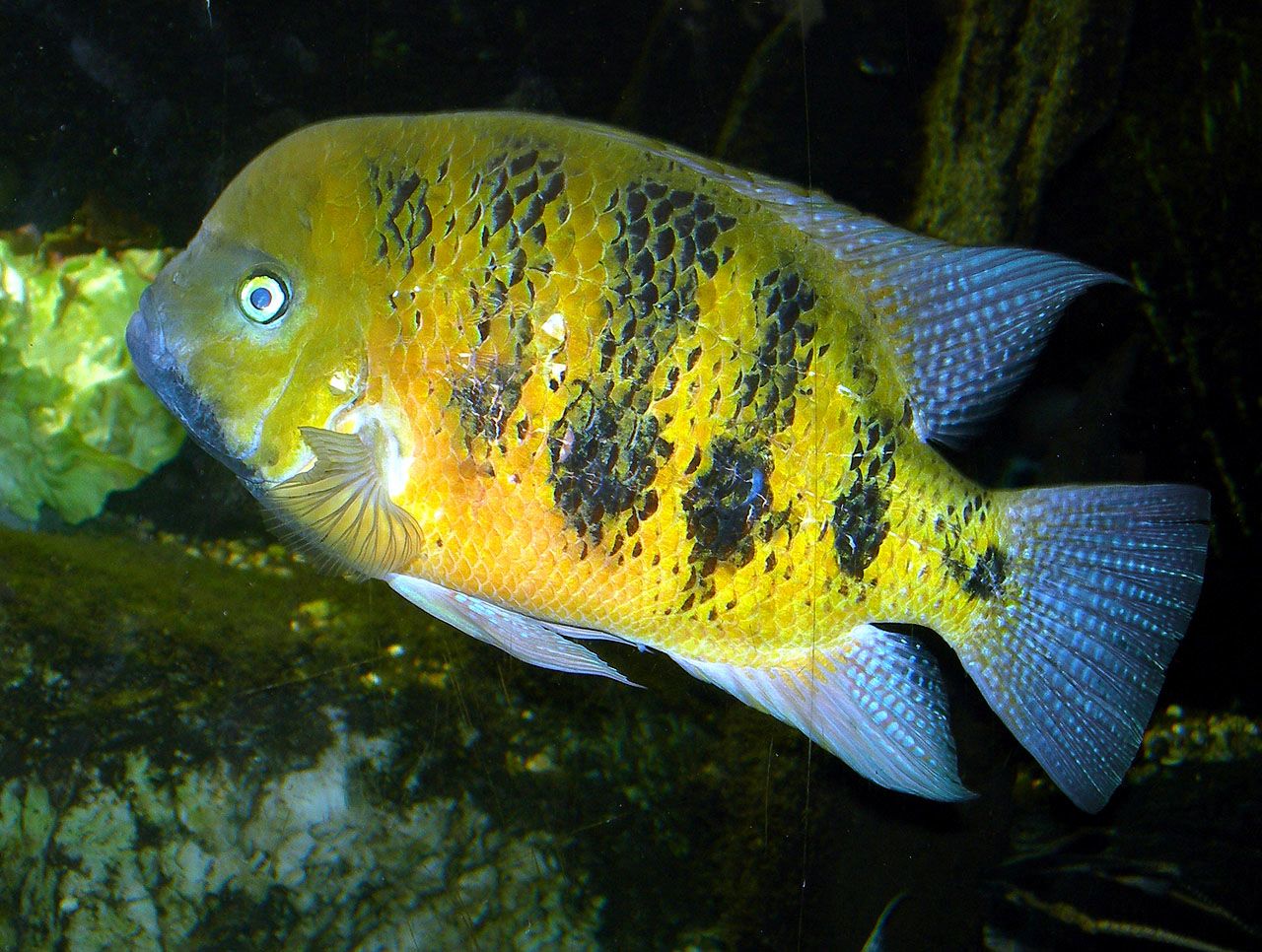 Cincelichthys bocourti
