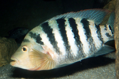 Mayaheros urophthalmus Cichlidae