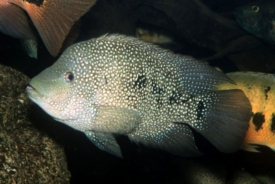 Herichthys cyanoguttatus Cichlidae