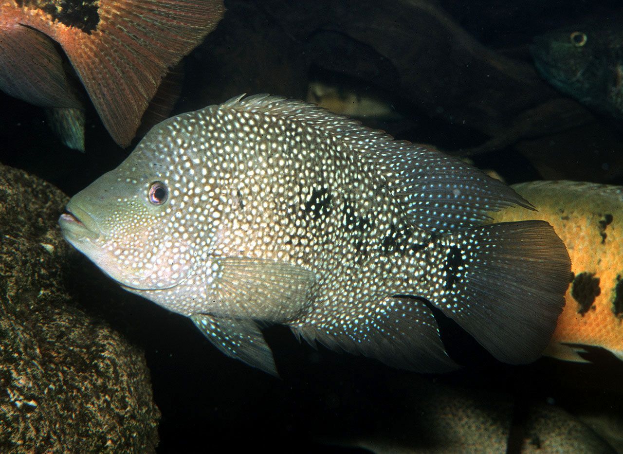 Herichthys cyanoguttatus