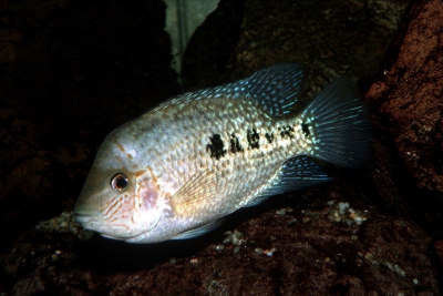 Herichthys deppii Cichlidae