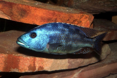 Nimbochromis fuscotaeniatus Cichlidae