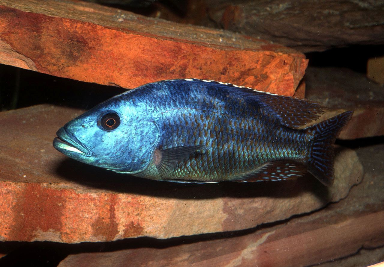 Nimbochromis fuscotaeniatus
