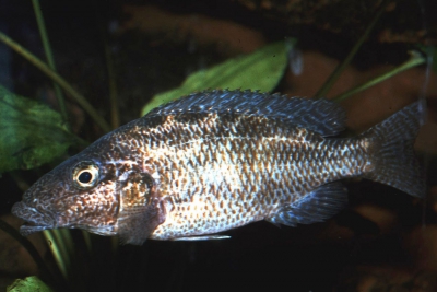 Nimbochromis linni Cichlidae
