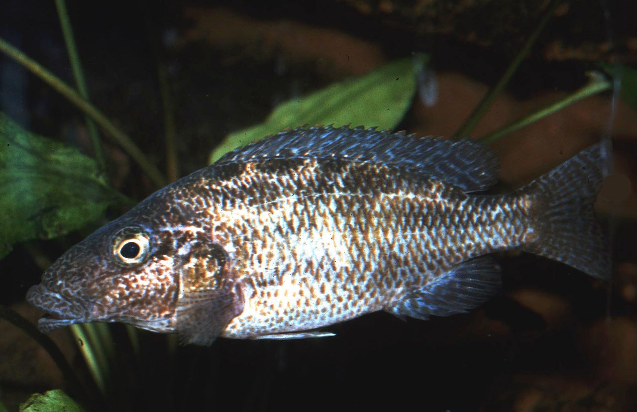 Nimbochromis linni