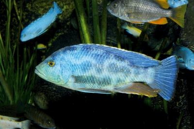 Nimbochromis livingstonii Cichlidae
