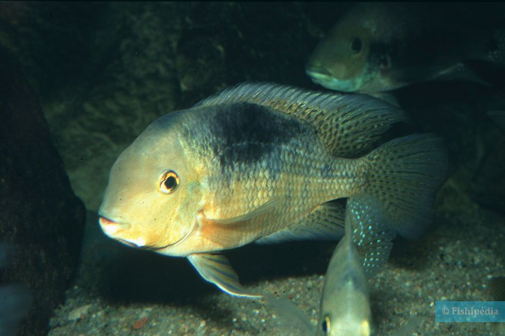 Hypsophrys nicaraguensis