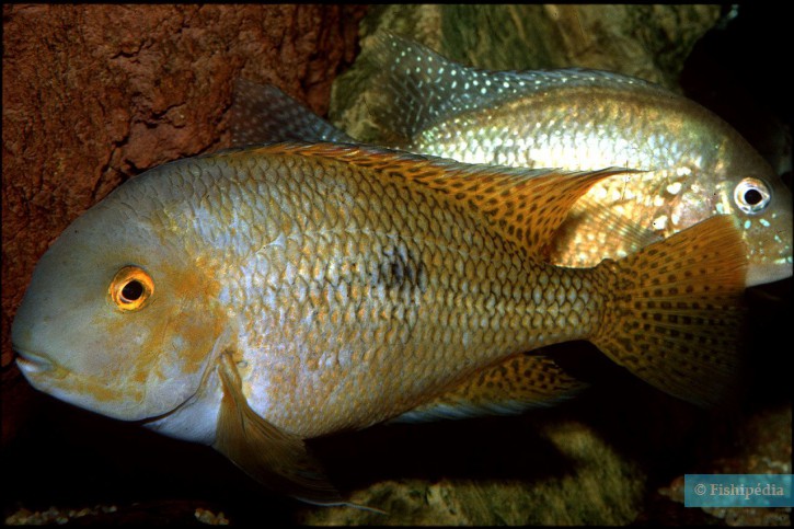 Hypsophrys nicaraguensis