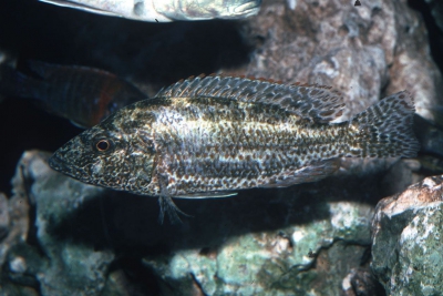 Nimbochromis polystigma Cichlidae
