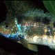 picture of Theraps irregularis