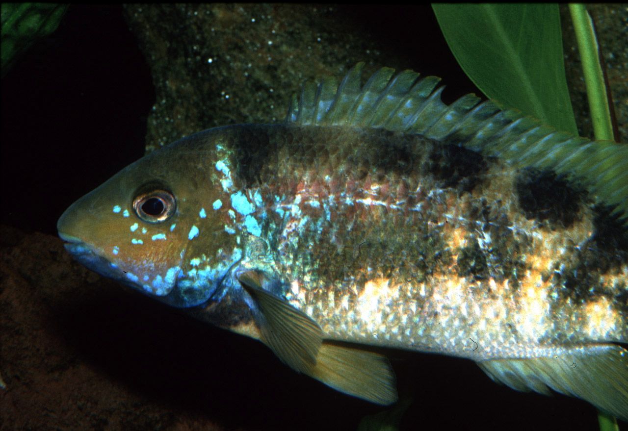Theraps irregularis