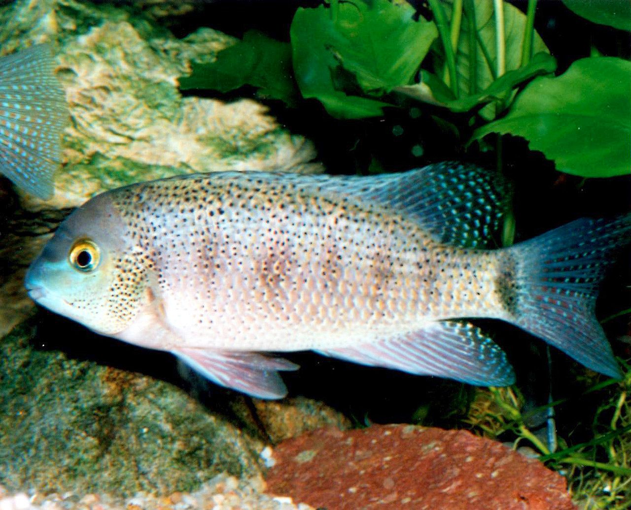 Rheoheros lentiginosus