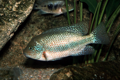 Theraps microphthalmus Cichlidae