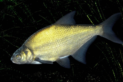 Abramis brama Leuciscidae