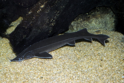 Acipenser ruthenus Acipenseridae
