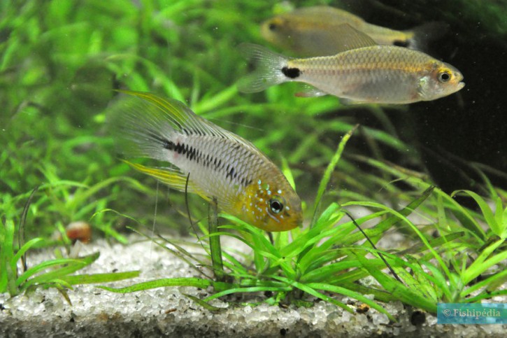 Apistogramma borellii