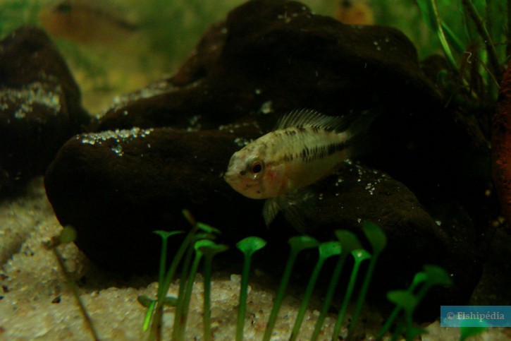 Apistogramma borellii